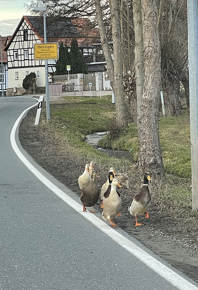 indian runner ducks in heilingen